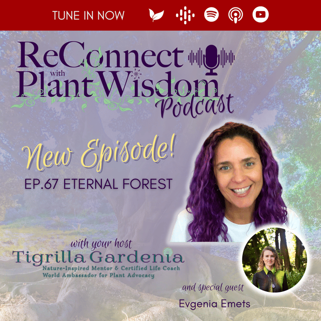 Ep.67 Eternal Forest with Evgenia Emets image