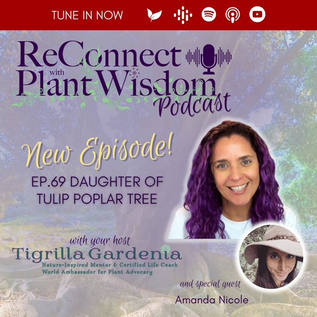 Ep.69 Daughter of Tulip Poplar Tree with Amanda Nicole image