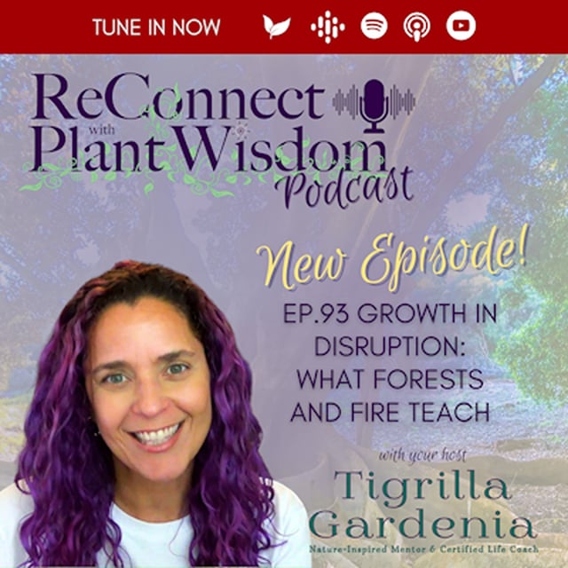 Ep.93 Growth in Disruption: What Forests and Fire Teach image