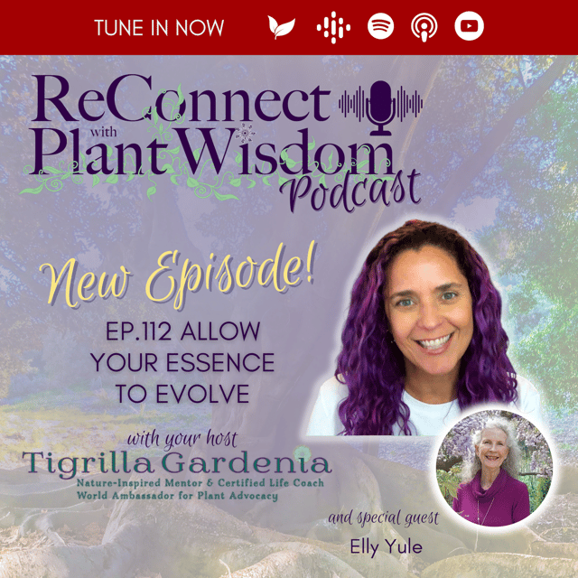Ep.112 Allow Your Essence to Evolve with Elly Yule image