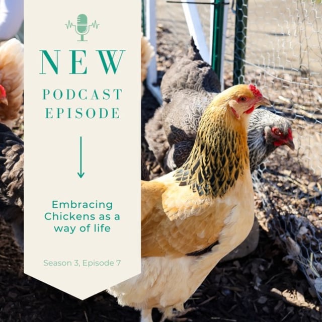 Episode 7, Season 3: Embracing Chickens as a Way of Life image