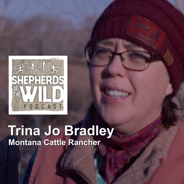 Ep 46 - Trina Jo Bradley, Mt Cattle Rancher image