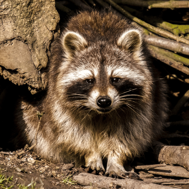 Mapaches, un peligro para nosotros image