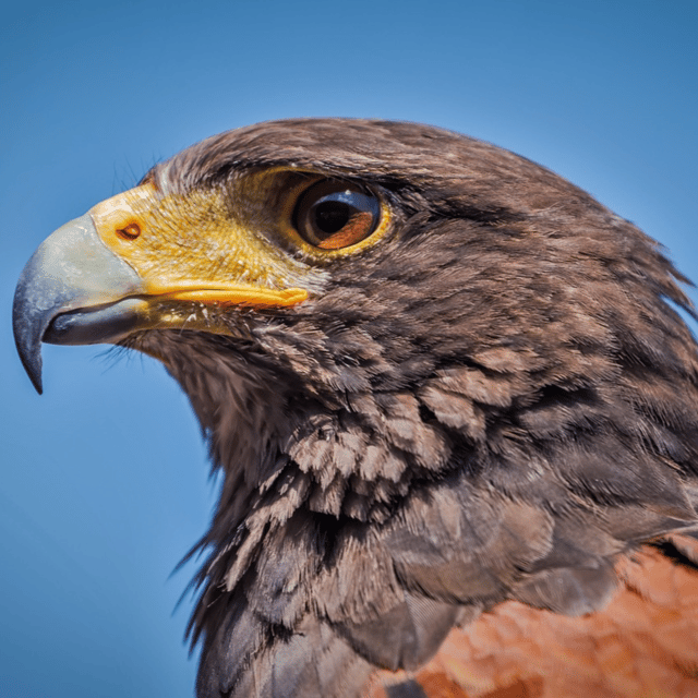 Exceso de espectáculos con rapaces image