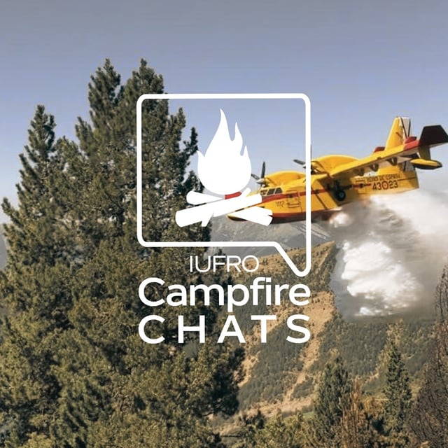 Forests as Lifelines After Shocks image