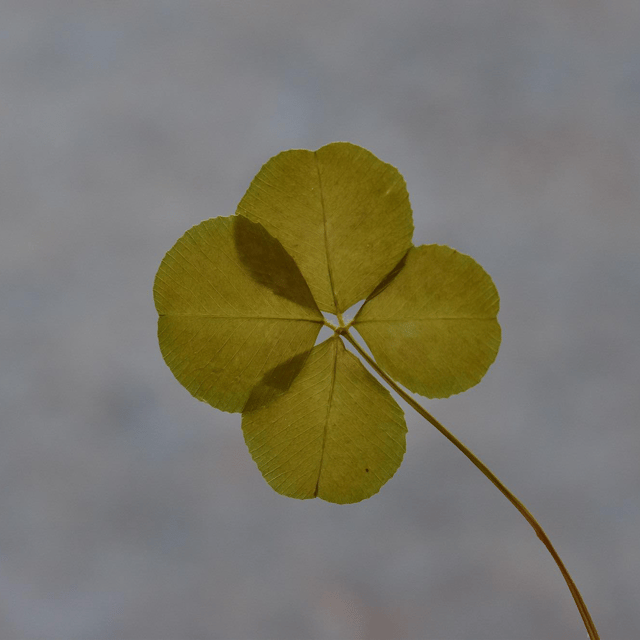 Luck  image