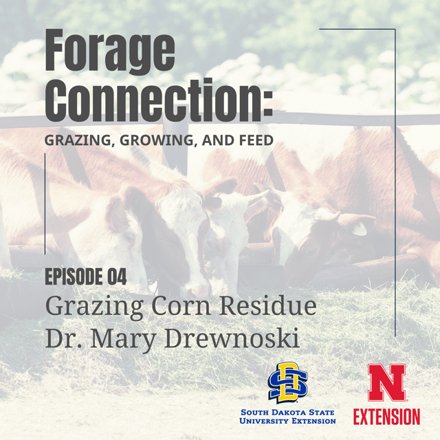 Grazing Corn Residue: Dr. Mary Drewnoski image