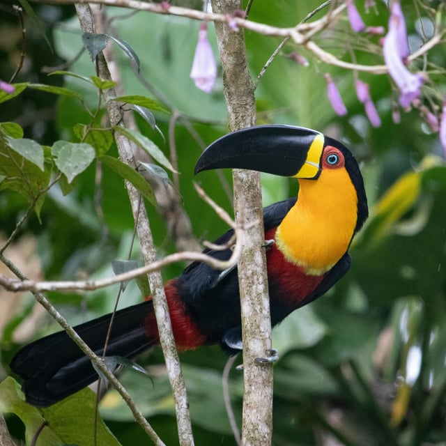 Tropical Birds Singing: 8-Hour Serenade for Relaxation and Tranquility image