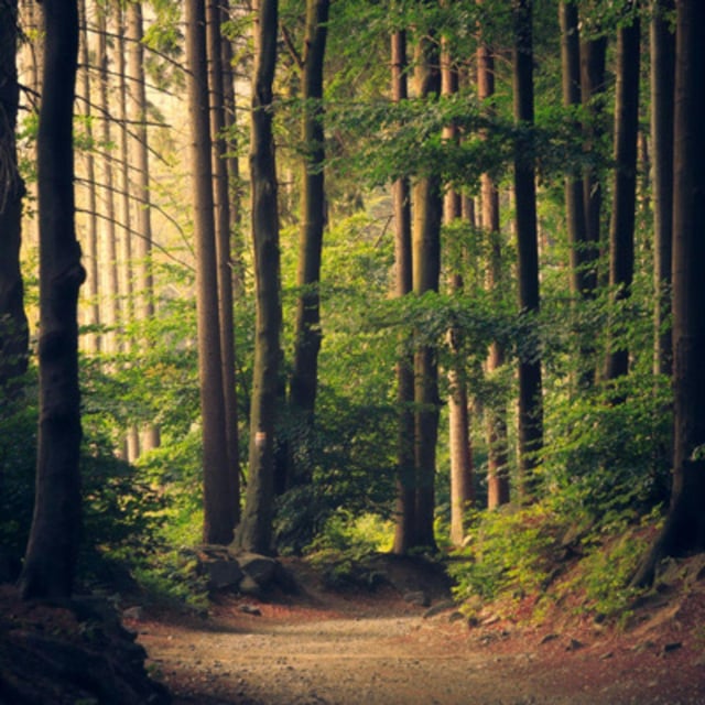 Forest Ambience: 8-Hour Tranquil Nature Soundscape for Blissful Sleepiness image