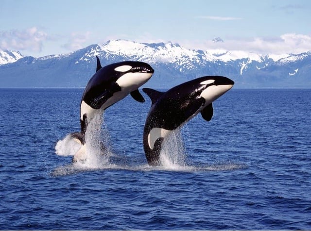 E189: Orcas image