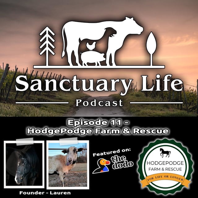 Episode 11 - HodgePodge Farm & Rescue image