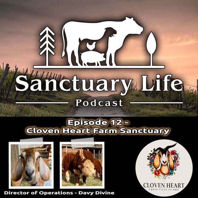 Episode 12 - Cloven Heart Farm Sanctuary image