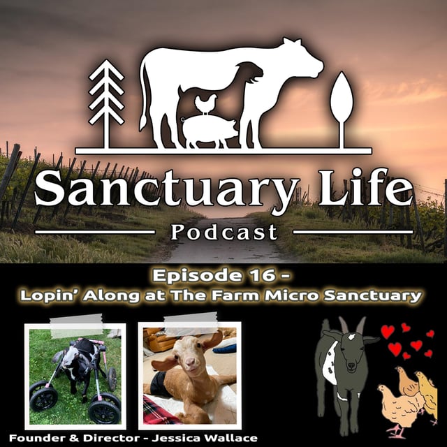Episode 16 - Lopin’ Along the Farm Micro Sanctuary image