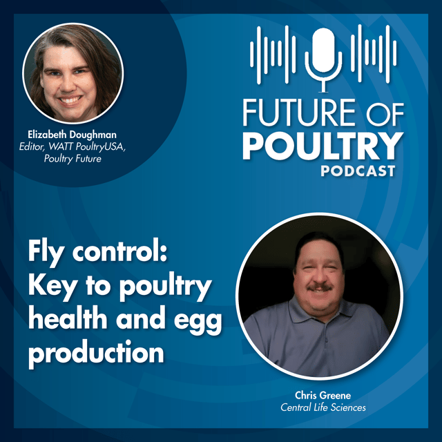 Fly control: Key to poultry health and egg production image