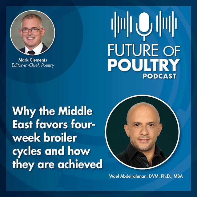 Why the Middle East favors four-week broiler cycles and how they are achieved. image