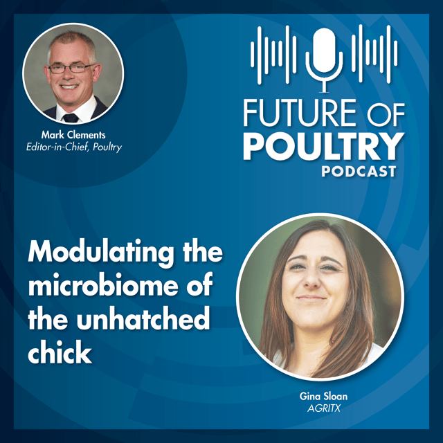 Modulating the microbiome of the unhatched chick image