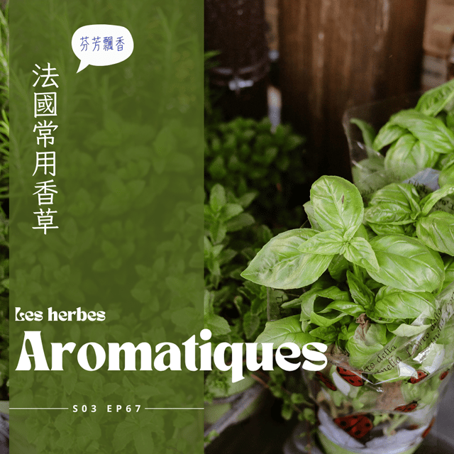 EP067 羅勒、百里香、牛至，又香又有療效，養不活的香草還是一盆一盆買 image