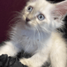 Test Clipping ITTO