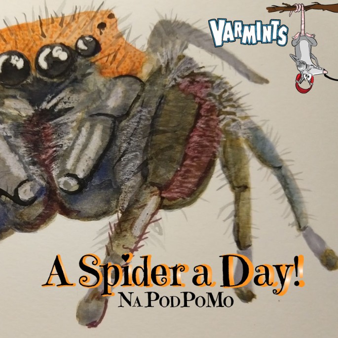 NaPodPoMo Spider a Day: The Cartwheel Spider