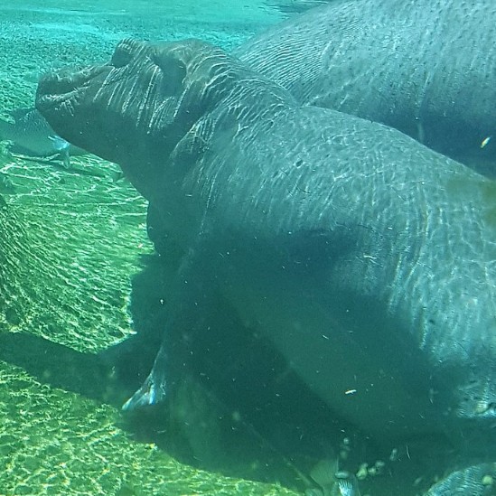 Hippos Rerun for Fiona the Hippo from Cincinnati Zoo’s 5th Birthday!
