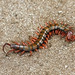 Centipedes and Millipedes