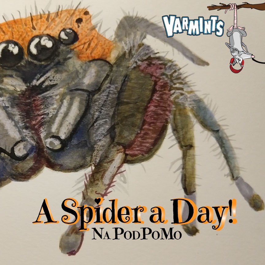 NaPodPoMo Spider a Day: The European Grass Spider or Cross Spider