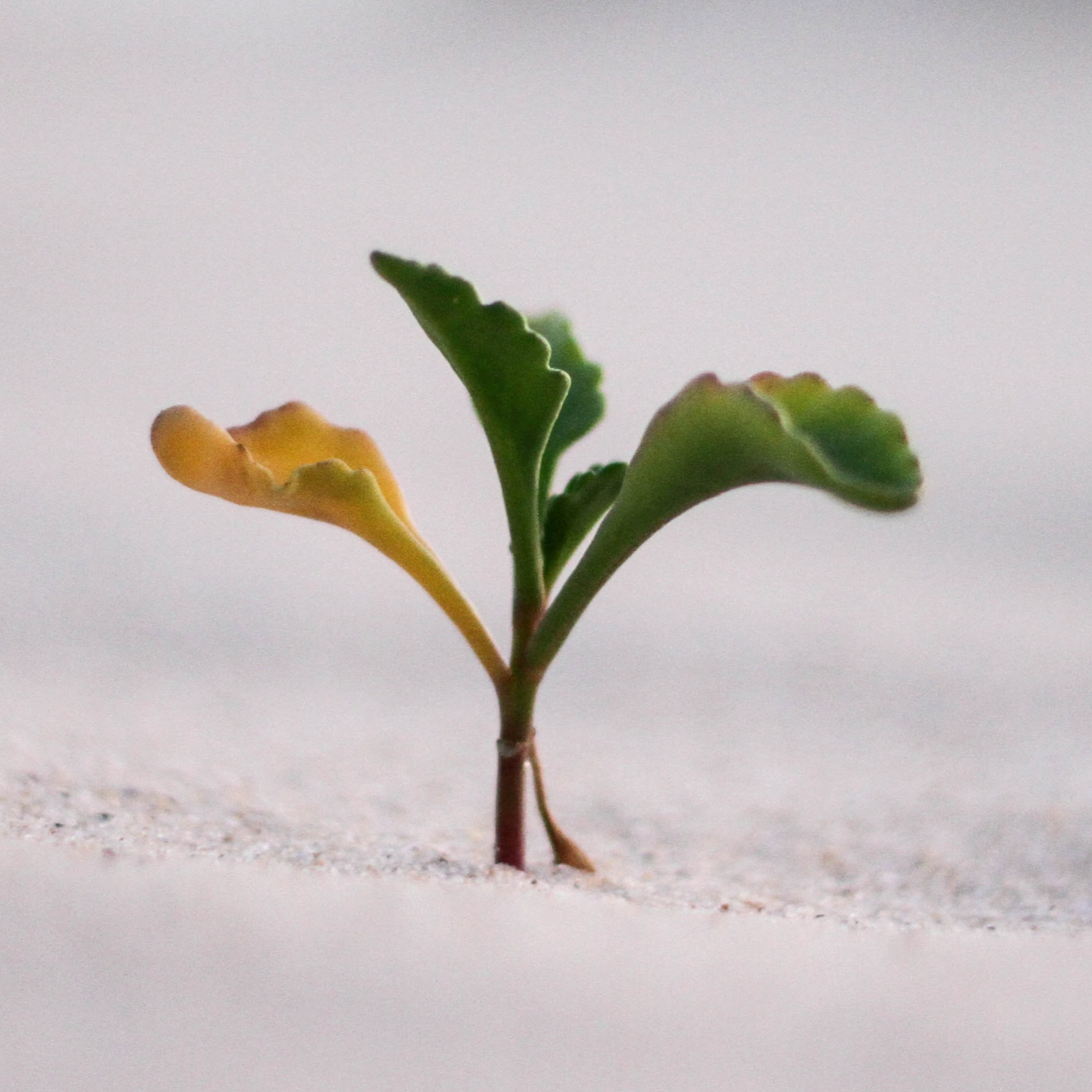Growing Others