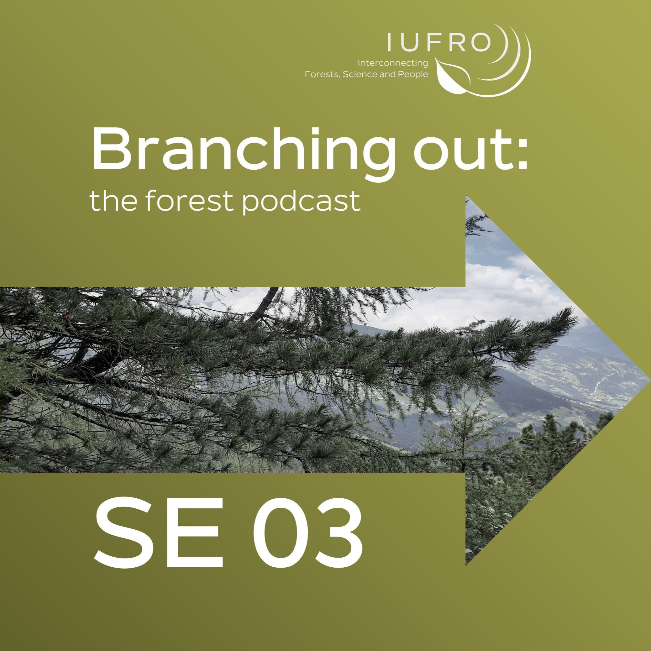 Branching out
