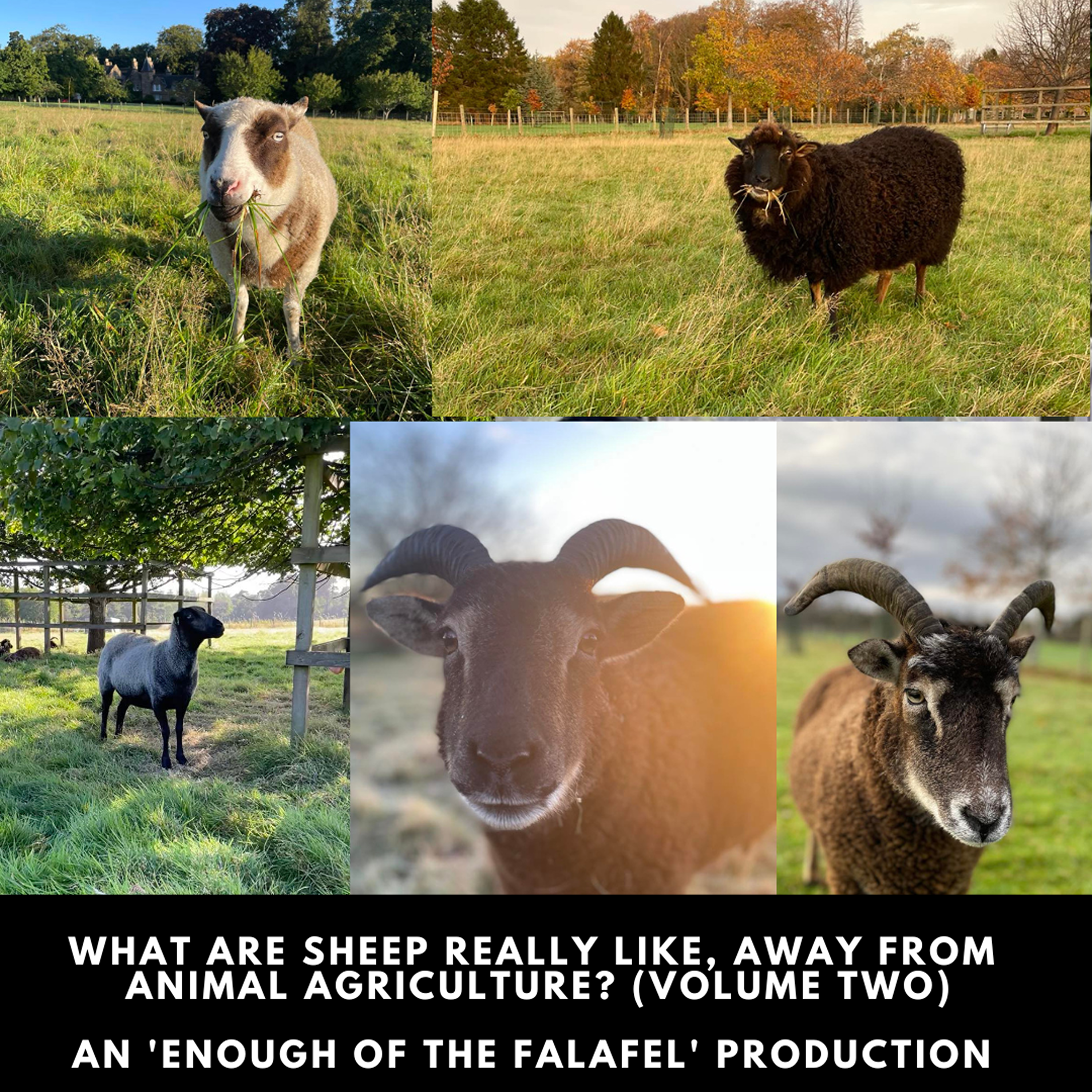 101- What are sheep really like, away from animal agriculture? (Volume 2)