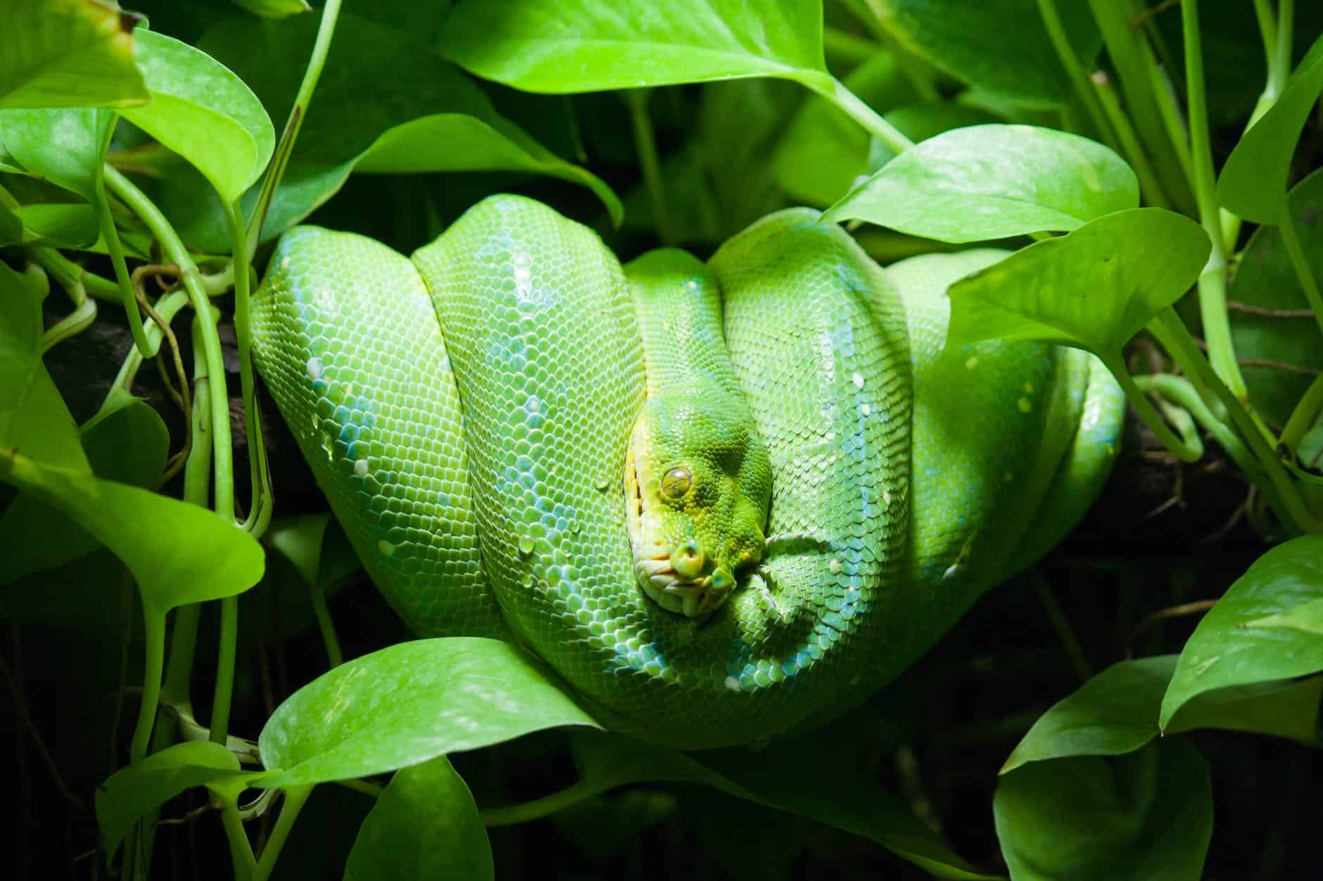 060 – The Subtle Serpent – Foundations 015