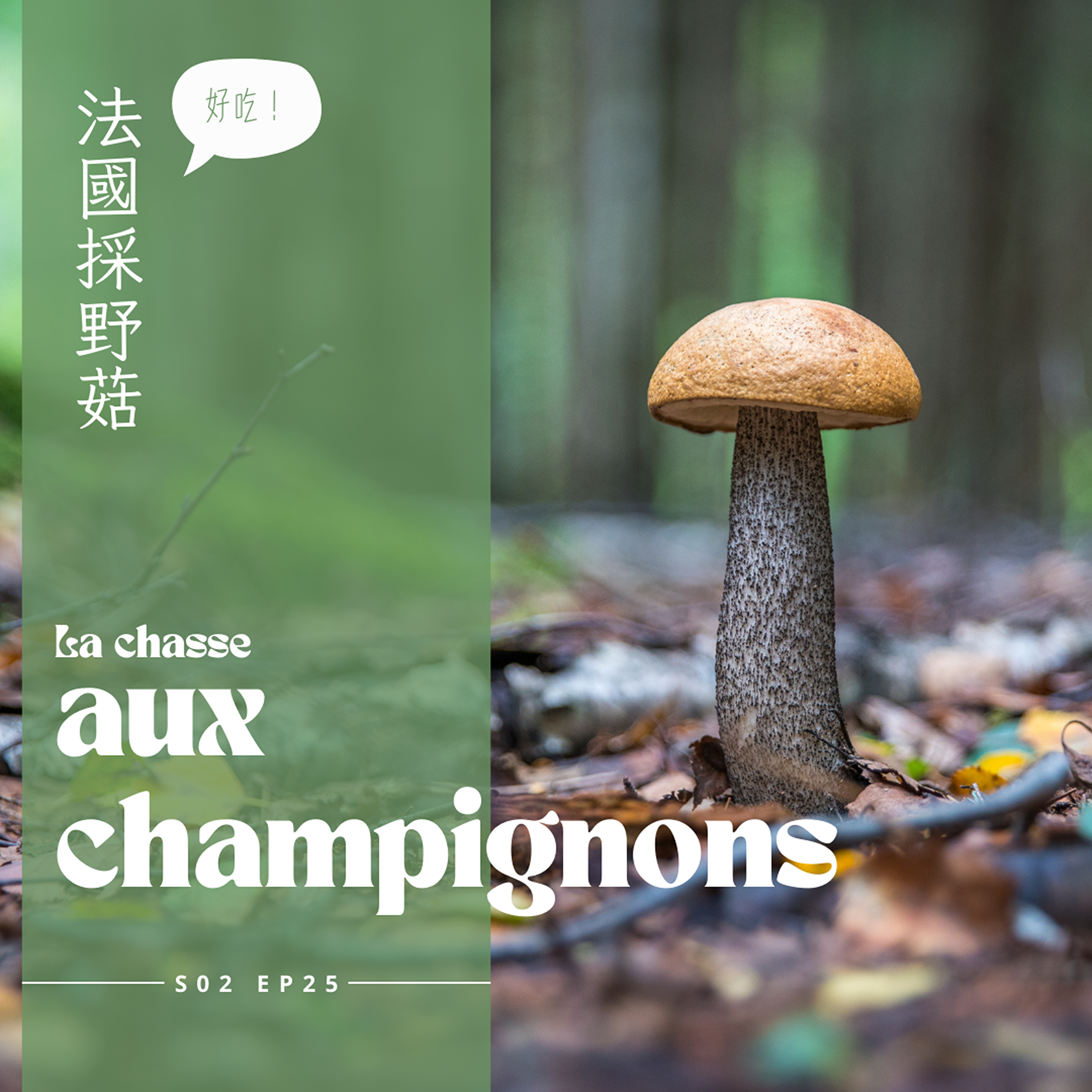 EP025 - 蘑菇蘑菇，法國森林採野菇 episode artwork